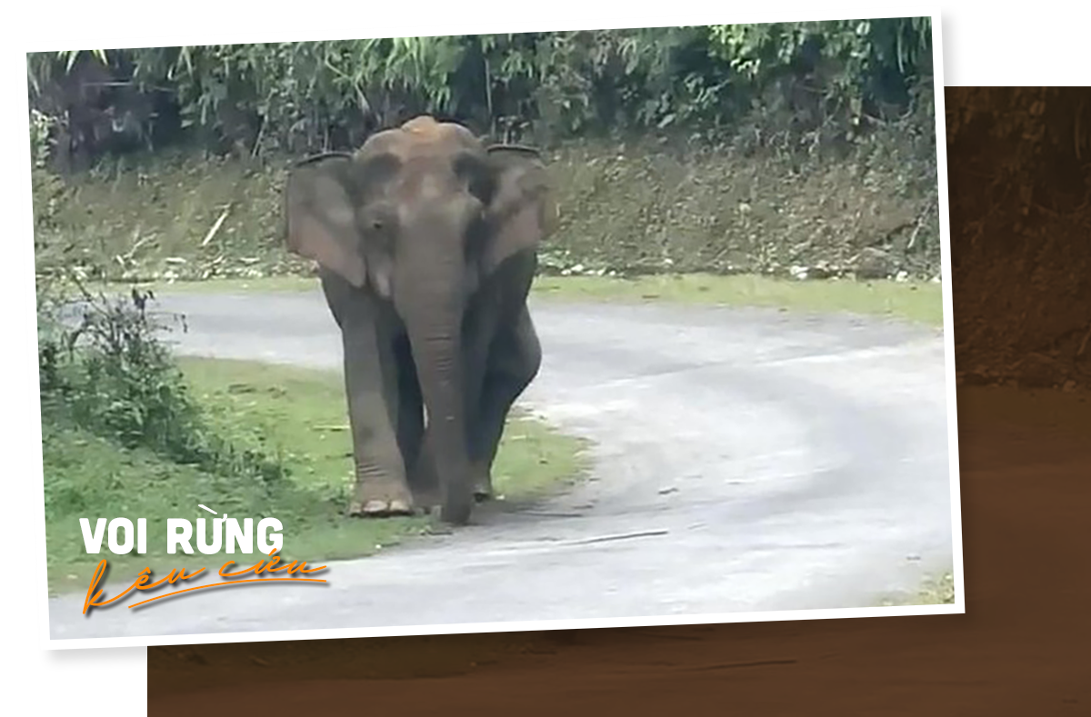 Trước khi chết ít ngày, con voi già này còn ra tỉnh lộ chặn xe.