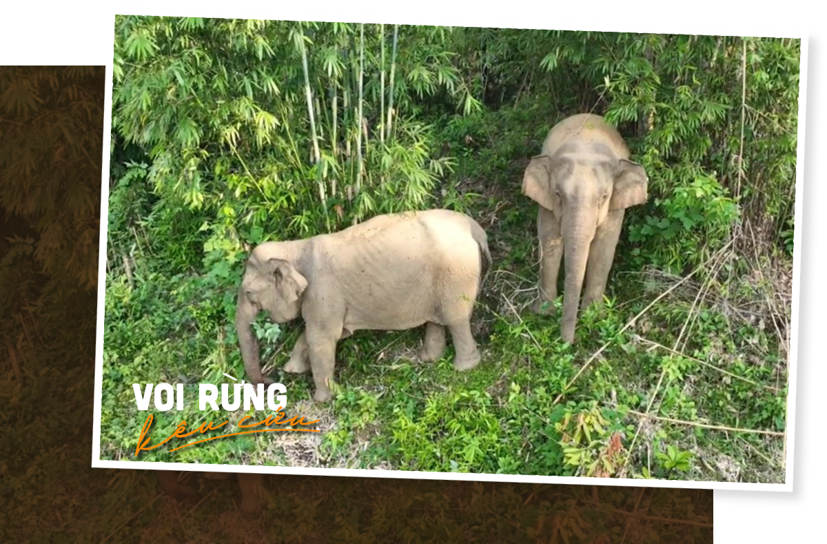 2 mẹ con voi rừng trong lần về gần bản làng kiếm ăn vào tháng 10/2022.