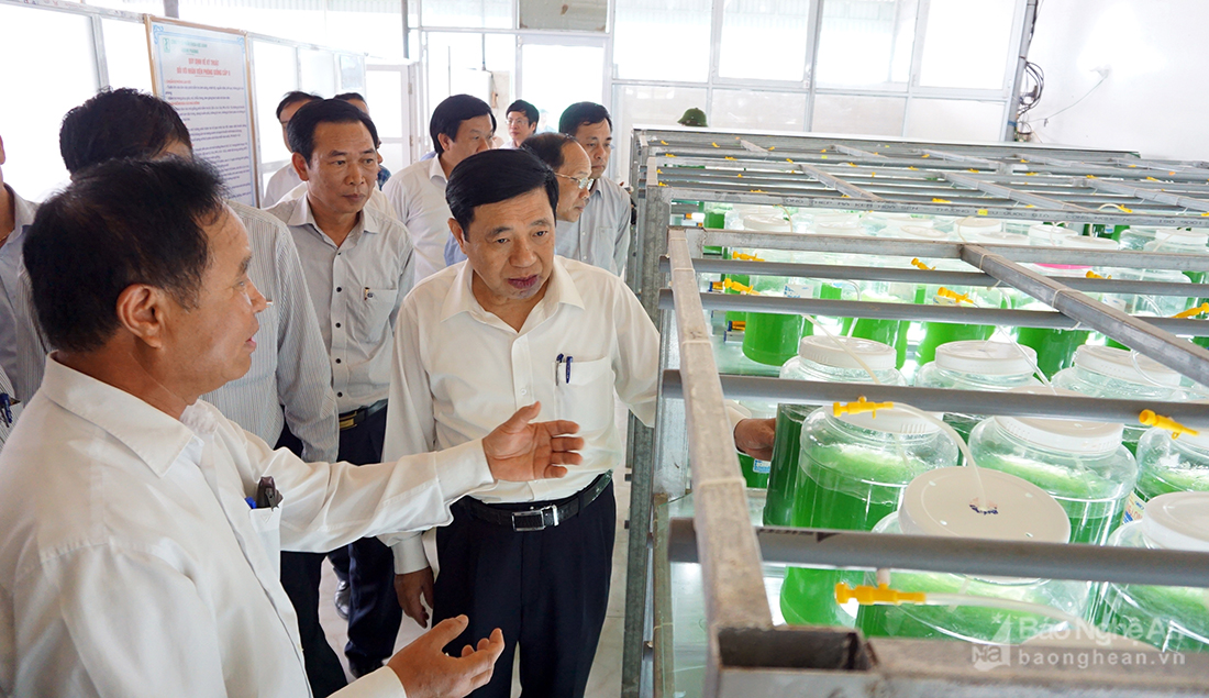 Lãnh đạo tỉnh thăm mô hình ứng dụng công nghệ trong sản xuất tảo xoắn ở Quỳnh Lưu.