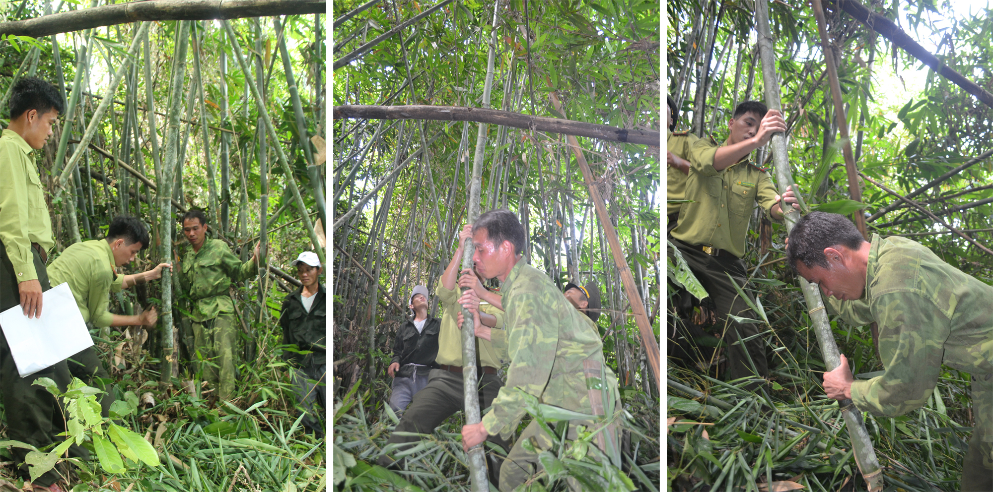 Cán bộ Ban Quản lý Khu BTTN Pù Hoạt thị phạm cách khai thác cây lùng cho người dân bản Tục.  Cây lùng sau khi chặt hạ, phải có phương pháp kéo ra khỏi bụi không để tổn thương các cây để lại.