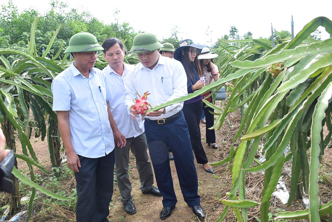 Mô hình trồng thanh long ruột đỏ bằng công nghệ Nhật Bản ở xã Xuân Sơn, huyện Đô Lương. 