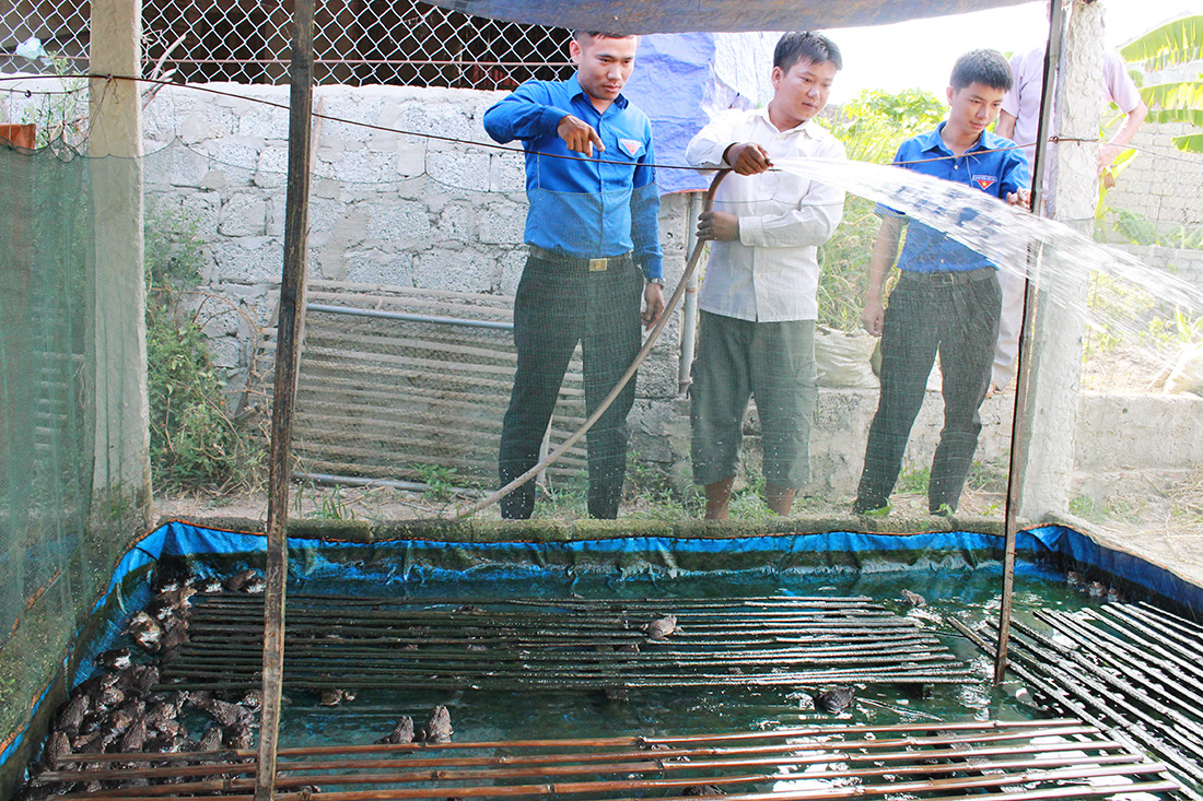 Nguyễn Văn Thuần (giữa) vệ sinh các chuồng nuôi ếch.