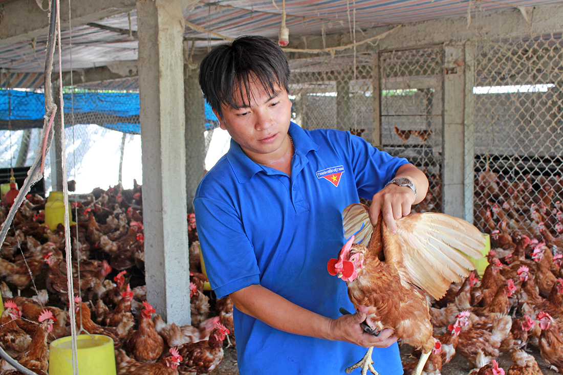 Lê Văn Giang lắp kính cho gà để tránh tình trạng gà cắn mổ lẫn nhau.