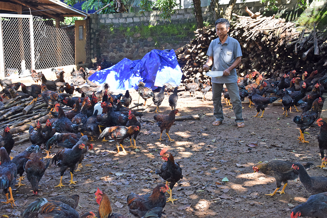 Mô hình nuôi gà thịt ở xóm Đông Tiến, xã Đông Hiếu (TX. Thái Hòa) chưa có đầu ra ổn định.