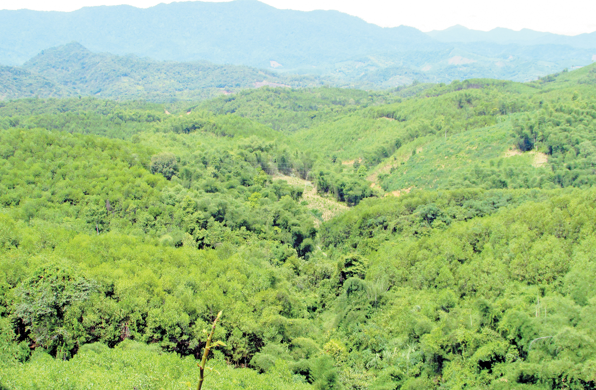 Nhờ làm tốt công tác trồng, chăm sóc quản lý bảo vệ rừng nên đến nay độ che phủ rừng Con Cuông đạt trên 85%, cao nhất tỉnh. 