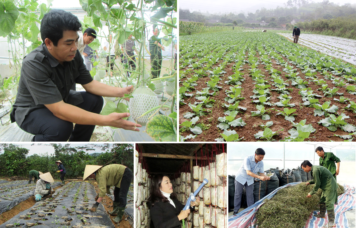 Trồng rau quả sạch và dược liệu là thế mạnh của huyện Con Cuông.