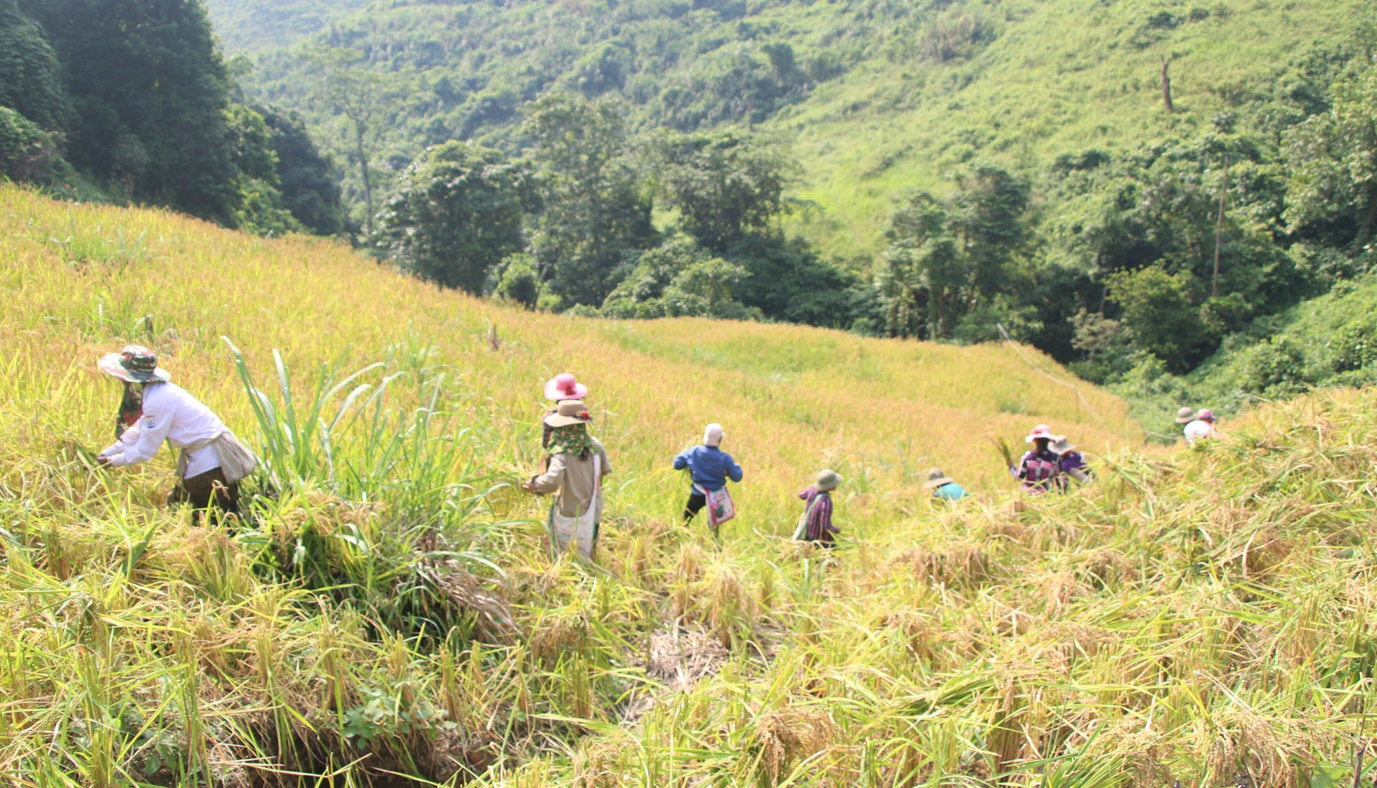 Người dân Khơ mú (Kỳ Sơn) thu hoạch lúa nương. Ảnh tư liệu: PV