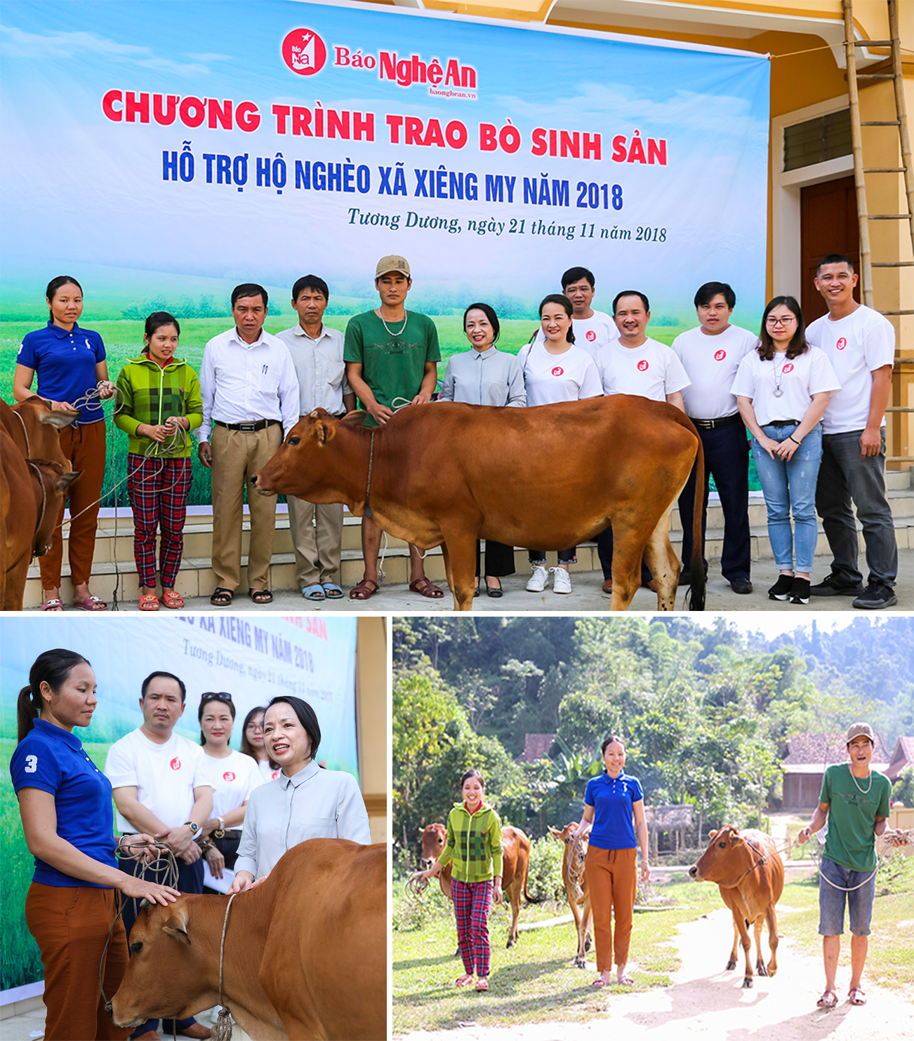 Năm 2018 là năm thứ 7, Báo Nghệ An thực hiện Chương trình trao bò sinh sản hỗ trợ hộ nghèo xã Xiêng My.