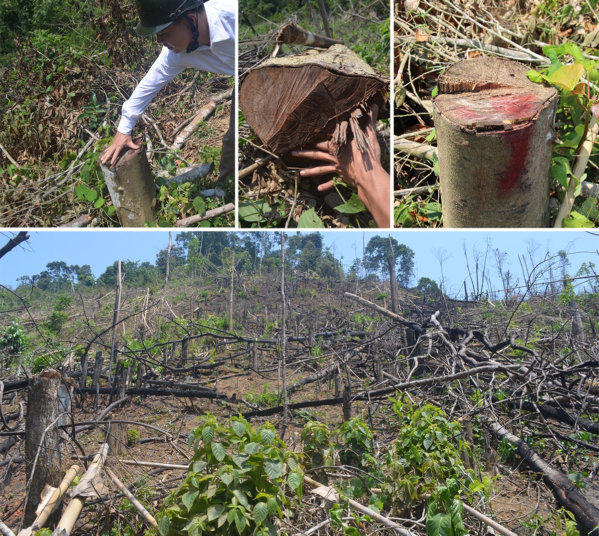 Trong các cây gỗ đã bị đốn hạ, có những cây có đường kính thân gốc khá lớn.