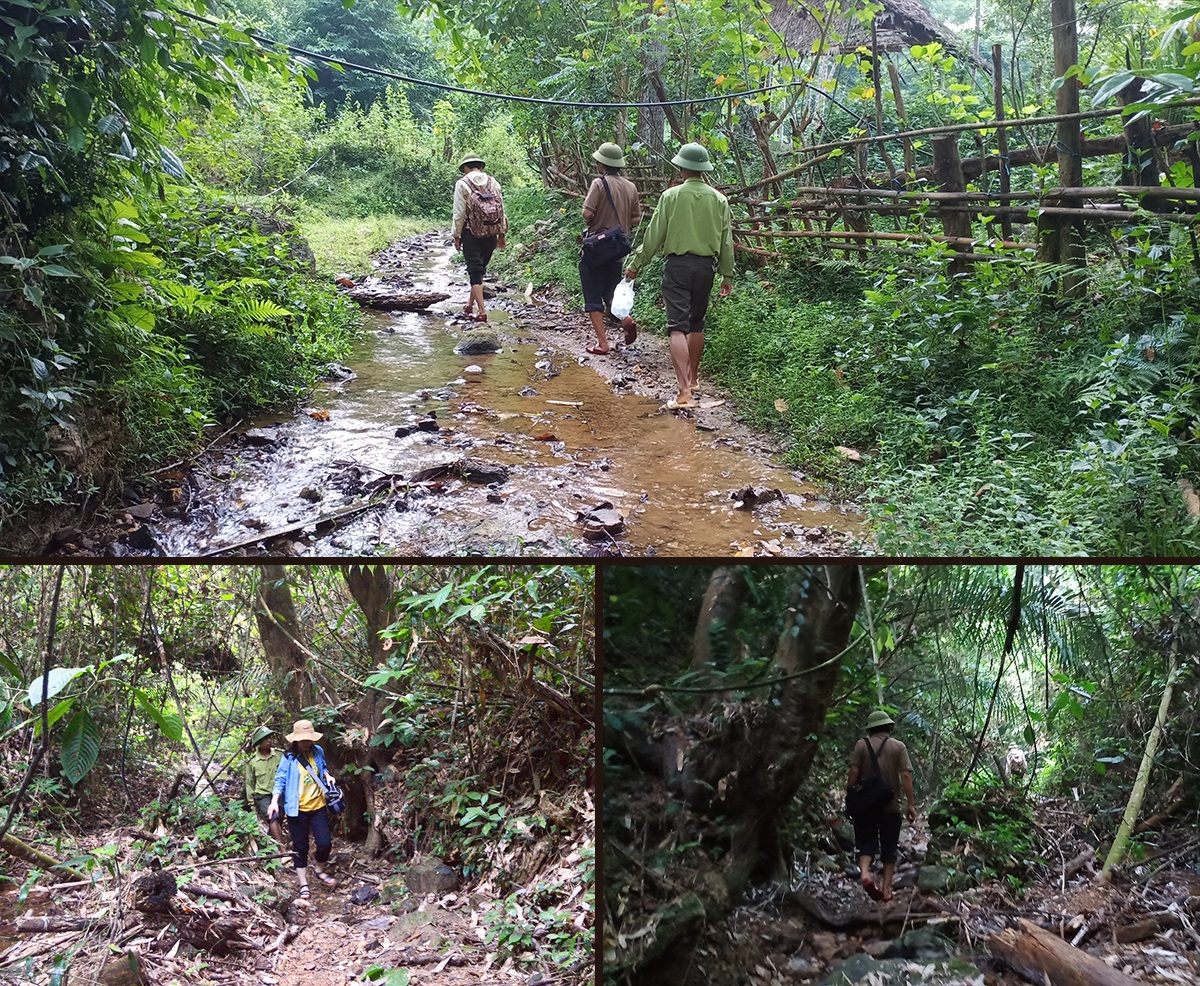 Đường dẫn vào khu vực rừng bị chặt phá tại bản Chiềng xã Châu Thuận.