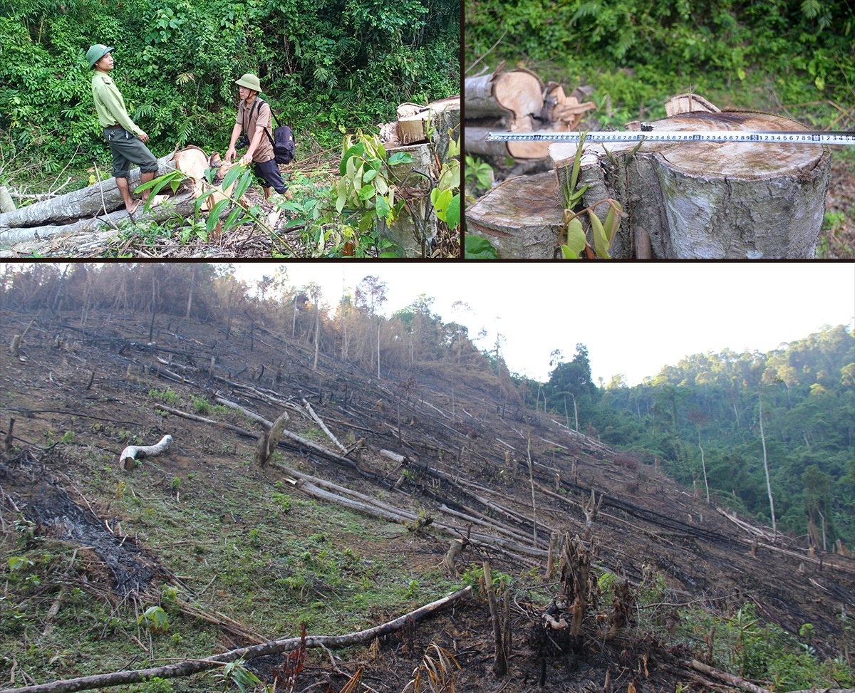 Hiện trường chặt phá rừng tại thửa đất của ông Cầm Bá Thơm bản Chiềng, xã Châu Thuận.