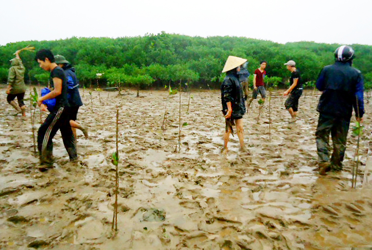 Hỗ trợ cộng đồng trồng rừng ngập mặn tại xã Diễn Bích (Diễn Châu).