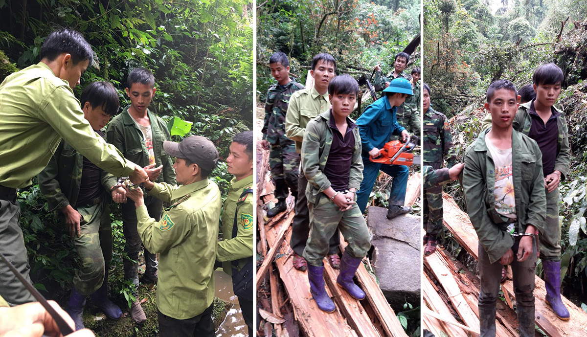 Lực lượng bảo vệ rừng Khu BTTN Pù Hoạt và bộ đội biên phòng bắt giữ hai đối tượng người Mông Lào khai thác trái phép gỗ sa mu dầu dịp tháng 3/2019.