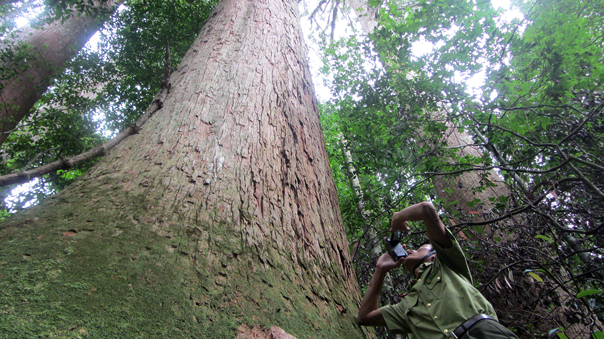 Lực lượng bảo vệ rừng Khu BTTN Pù Hoạt kiểm tra những cây sa mu dầu cổ thụ.