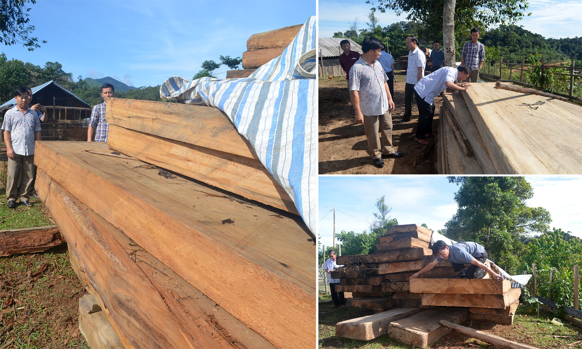 Thực địa đường tuần tra biên giới nước Lào, đoàn công tác phát hiện, giúp huyện Xăm Tảy thu giữ hơn 20m3 khối gỗ pơ mu, sa mu có nguồn gốc bất hợp pháp.