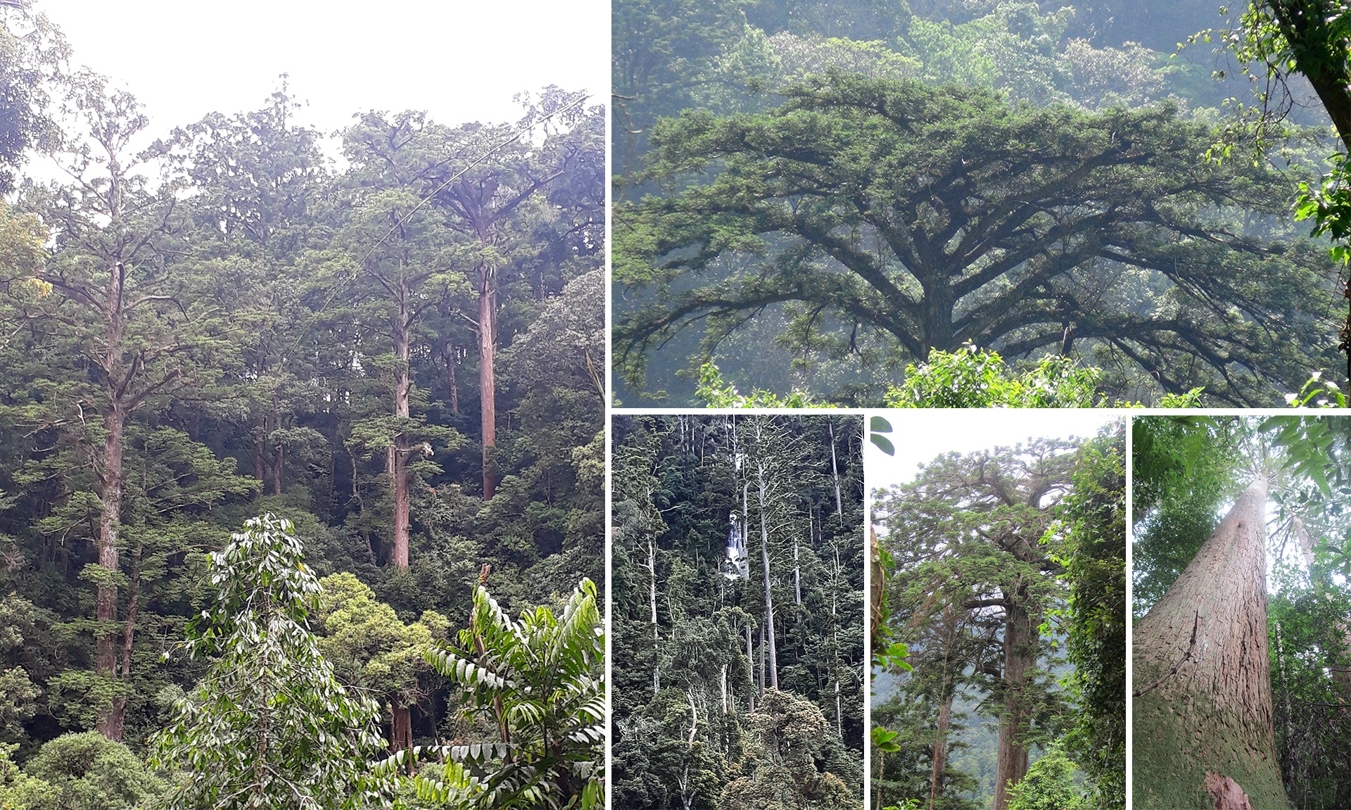 Những cây sa mu dầu thuộc vùng rừng nguyên sinh Khu BTTN Pù Hoạt.