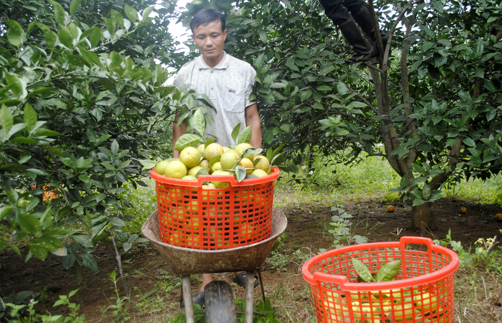 Thu hoạch cam ở vườn cam Thiên Sơn, xã Đồng Thành, Yên Thành.