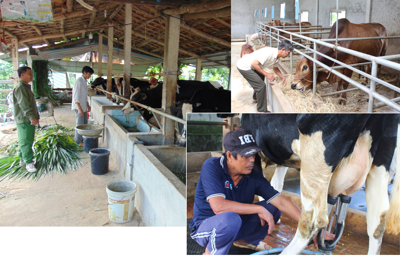 Các mô hình chăn nuôi trâu, bò, trang trại, gia trại tập trung đem lại hiệu quả cao tại Quỳnh Tân, Quỳnh Thắng… 
