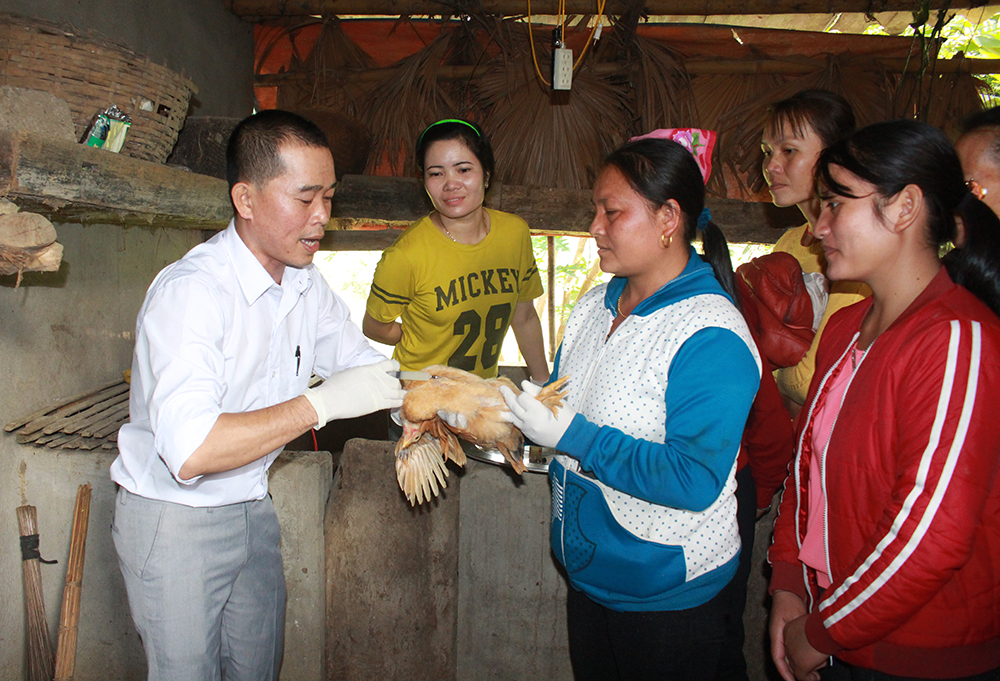 Cán bộ khuyến nông hướng dẫn bà con xã Hoa Sơn (Anh Sơn) chăn nuôi tại nhà.