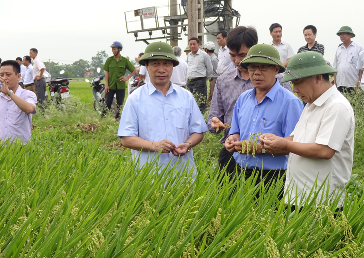 Bí thư Huyện ủy Yên Thành Nguyễn Văn Đệ (hàng đầu, bên phải) kiểm tra tình hình sản xuất của người dân.