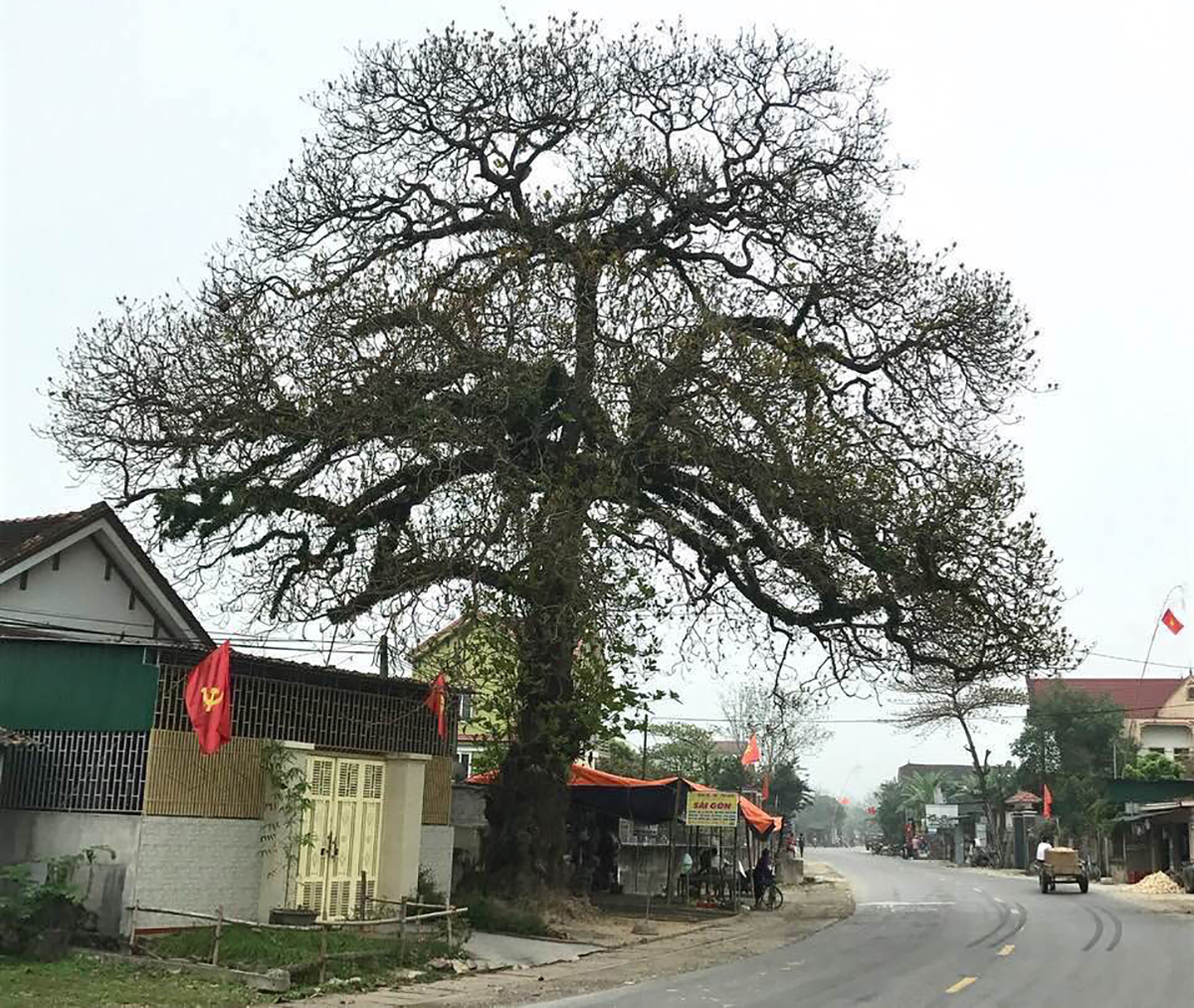 Cờ đỏ búa liềm từng được treo lên cây bàng cổ thụ này ở làng Nhân Hậu hồi tháng 9/1930. Ảnh Nguyễn Cảnh Quang