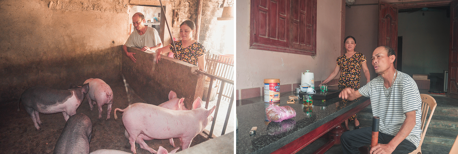 Ông Nguyễn Văn Vĩnh và vợ, bà Nguyễn Thị Điểm nói rõ ra sự ngạc nhiên khi đàn lợn nhà anh Huấn như được “miễn dịch”; Ông Vĩnh và vợ bên đàn lợn mới gây dựng trở lại.