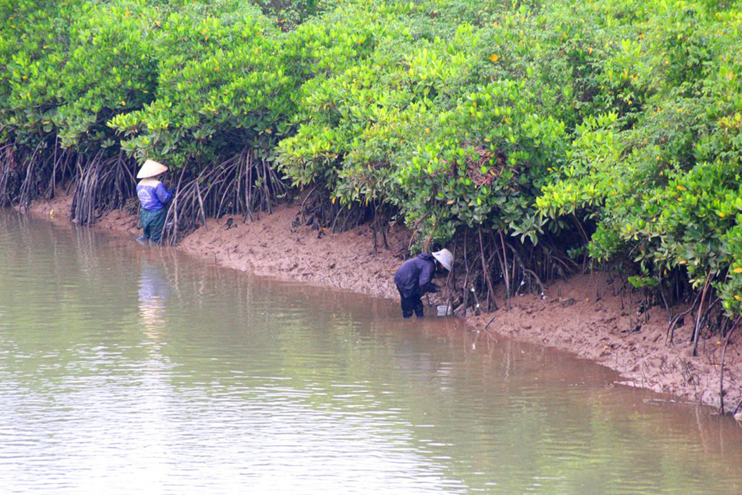 Người dân ven biển Quỳnh Lưu lội sông “đẽo” hàu trong khu rừng ngập mặn. Ảnh Việt Hùng