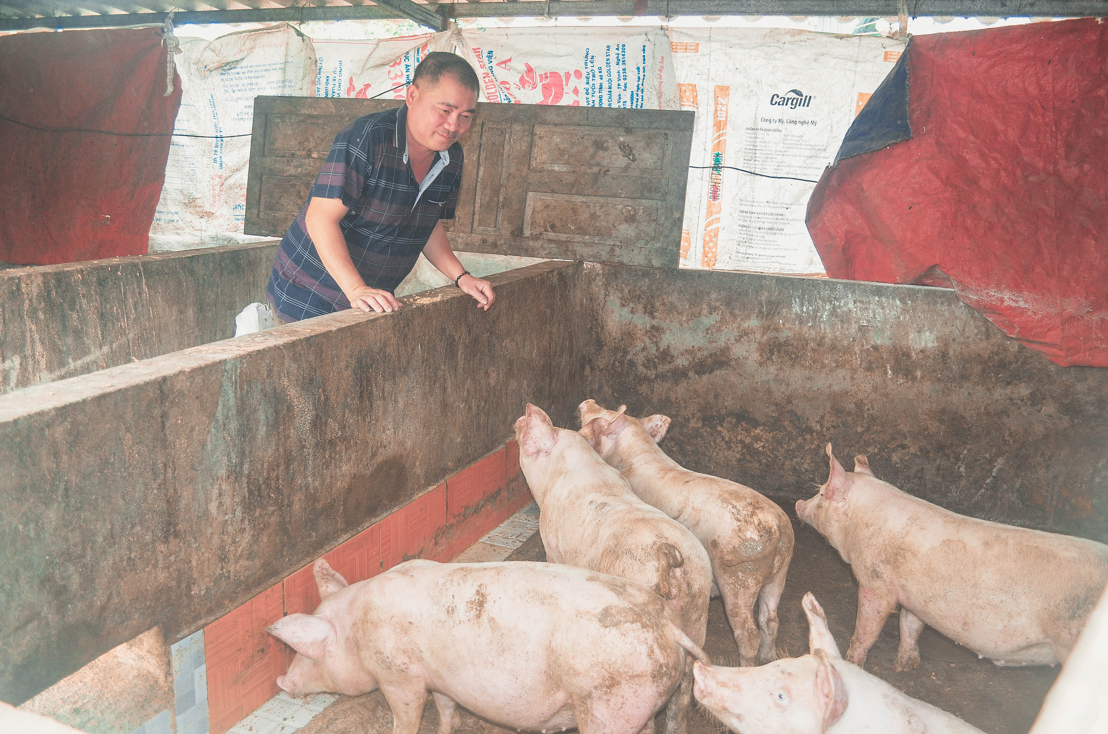 Anh Nguyễn Đình Huấn bên đàn lợn mới của gia đình.