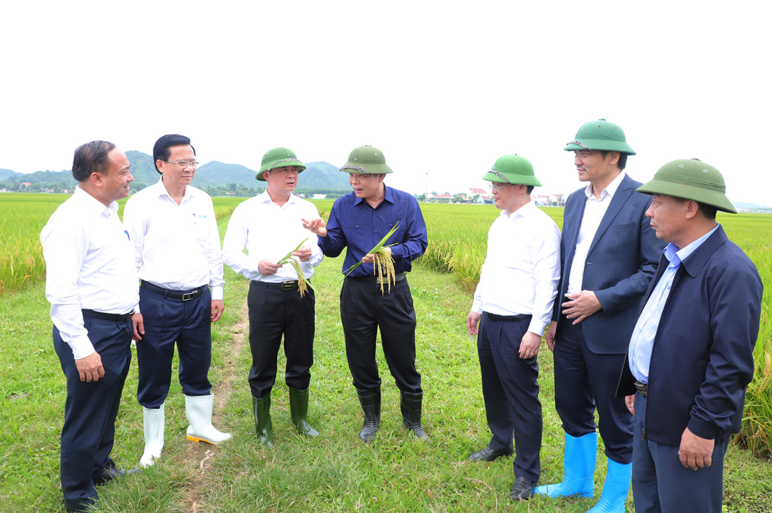 Bộ trưởng Bộ NN&PTNT Nguyễn Xuân Cường cùng các đồng chí lãnh đạo tỉnh trao đổi với lãnh đạo huyện Yên Thành về sản xuất lúa.