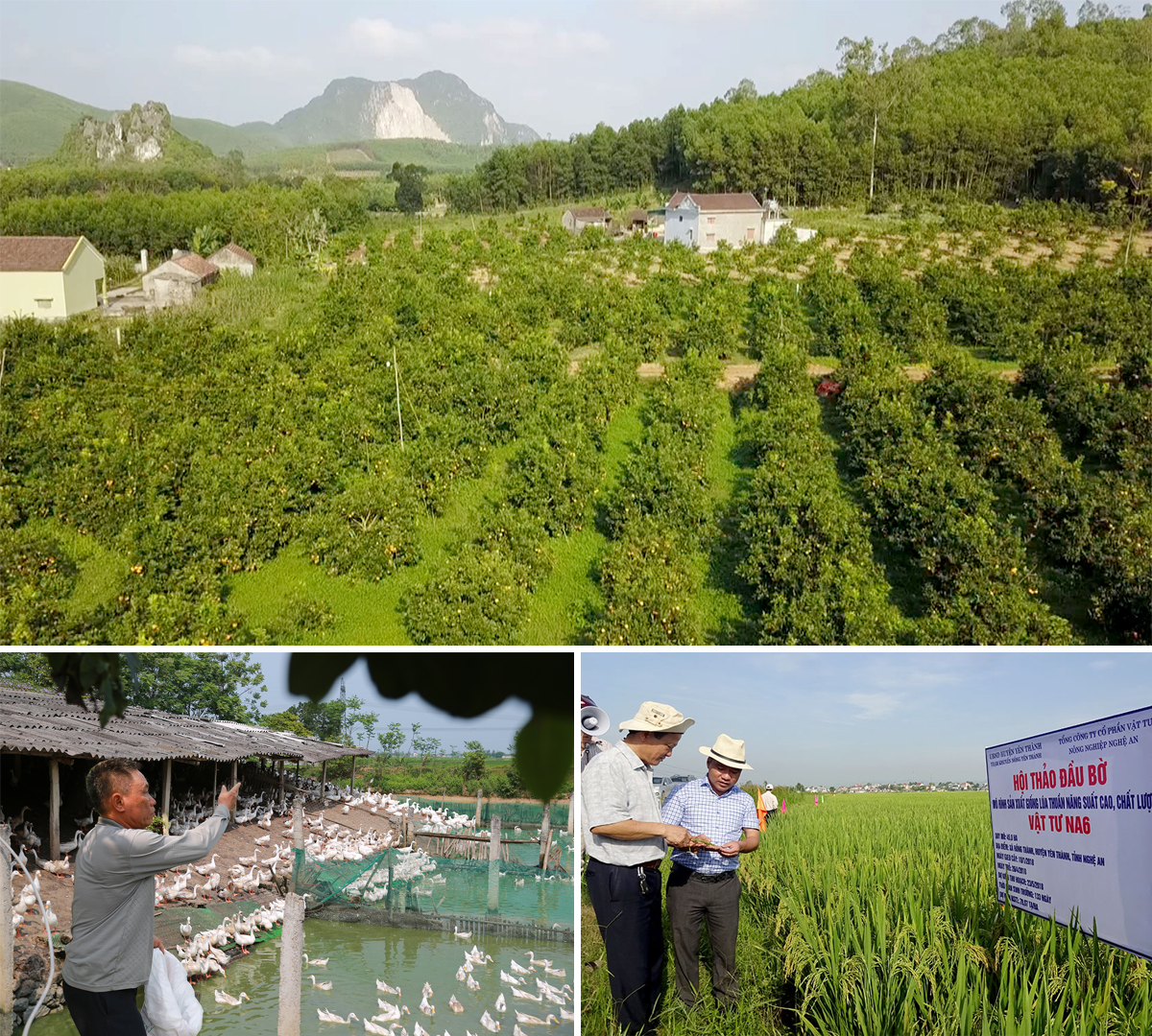 Hình thành nhiều trang trại trồng cam, tạo thương hiệu cam Yên Thành; Các mô hình chăn nuôi trang trại đảm bảo vệ sinh môi trường; Liên kết sản xuất 2000 ha lúa chất lượng cao.