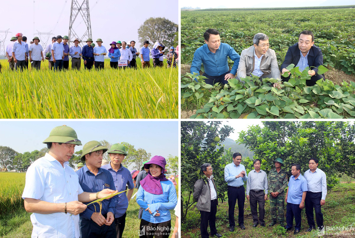 Lãnh đạo Bộ NN&PTNT cùng lãnh đạo tỉnh, Sở NN&PTNT thăm cánh đồng lúa năng suất cao và các mô hình làm kinh tế giỏi.