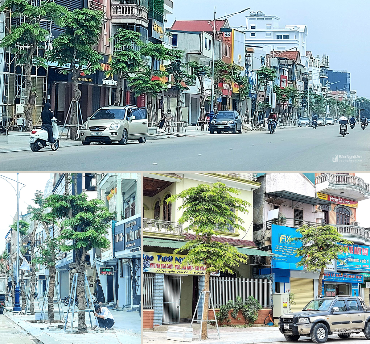 Tuyến phố Nguyễn Văn Cừ được cải tạo vỉa hè, thay thế cây xanh, hạ ngầm các loại dây điện, cáp quang...