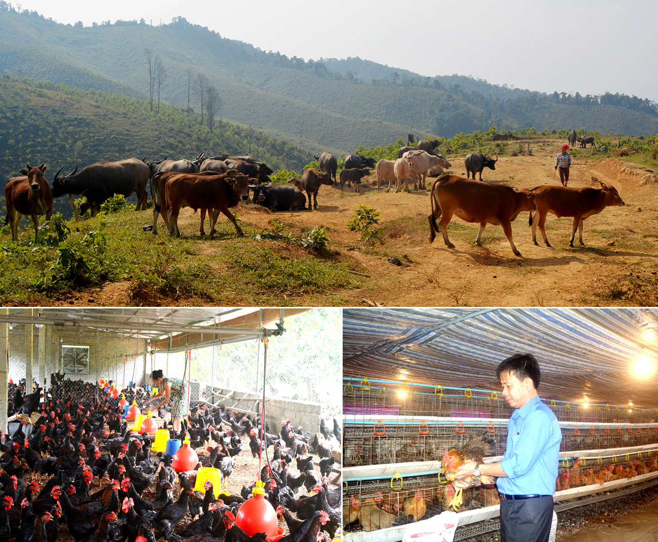 Đàn gia cầm của Nghệ An trong những năm qua cũng tăng mạnh, do người dân trên địa bàn các huyện trung du, miền núi đầu tư chăn nuôi theo hình thức trang trại, gia trại bán thả đồi ngày càng nhiều.  Ảnh: P.V