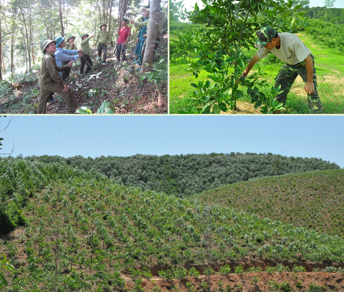 Kiểm lâm hướng dẫn người dân xã Châu Thuận xử lý thảm thực vật dưới tán rừng tái sinh; Mô hình trồng cam ở xã Châu Bình; Rừng nguyên liệu ở Quỳ Châu. 