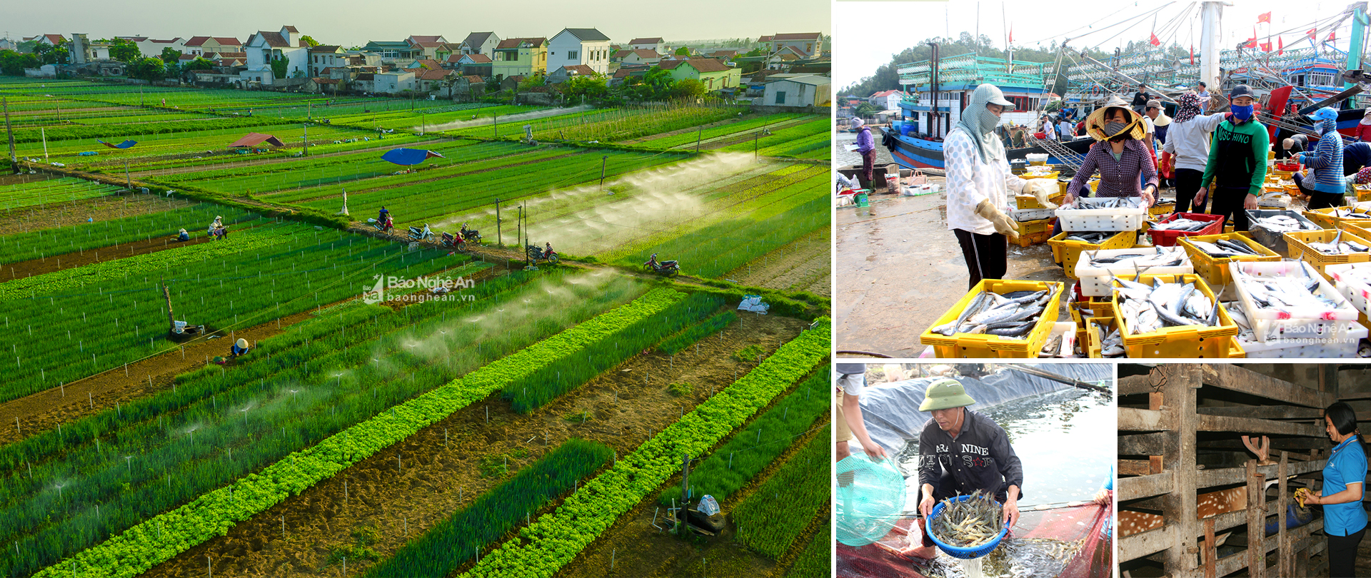 Làng rau màu ở Quỳnh Lương; Ngư dân Quỳnh Lưu được mùa cá; Thu hoạch tôm; Nghề nuôi hươu lấy lộc truyền thống ở Quỳnh Lưu.