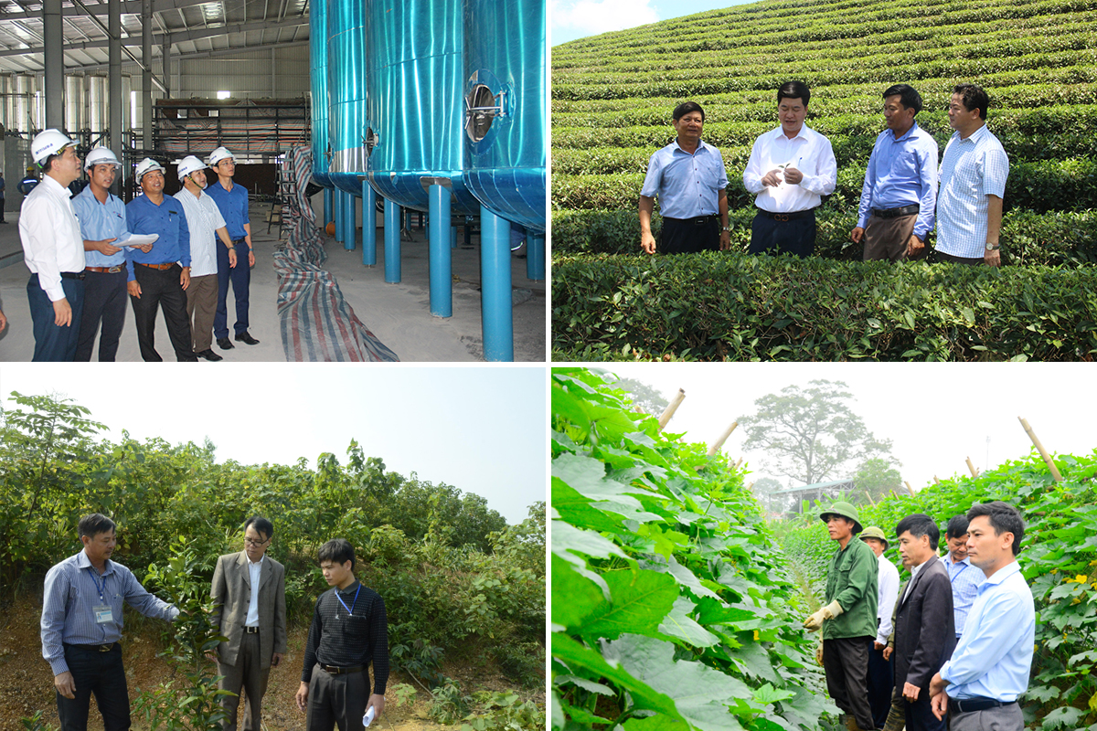 Lãnh đạo huyện Anh Sơn thăm các mô hình sản xuất ở địa phương.