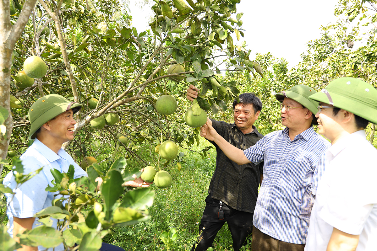 Lãnh đạo huyện Thanh Chương thăm mô hình phát triển cây có múi ở xã Thanh Lĩnh.