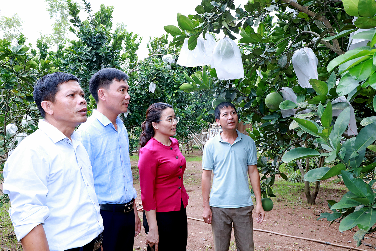 Đồng chí Hoàng Thị Thu Trang - Bí thư Huyện ủy Nghĩa Đàn kiểm tra mô hình trồng cây ăn quả tại xã Nghĩa Thọ.