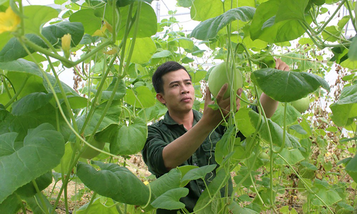 Trang trại sản xuất rau sạch của anh Lê Cảnh Hiếu huyện Nam Đàn.