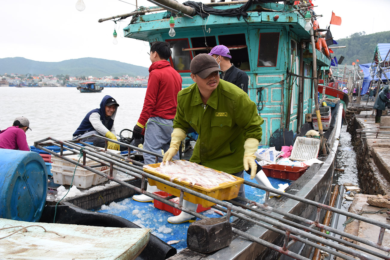 Ngư dân phường Quỳnh Phương (thị xã Hoàng Mai ) cập cảng đầy ắp khoang cá lượng sau chuyến đi biển ngắn ngày Ảnh: Việt Hùng