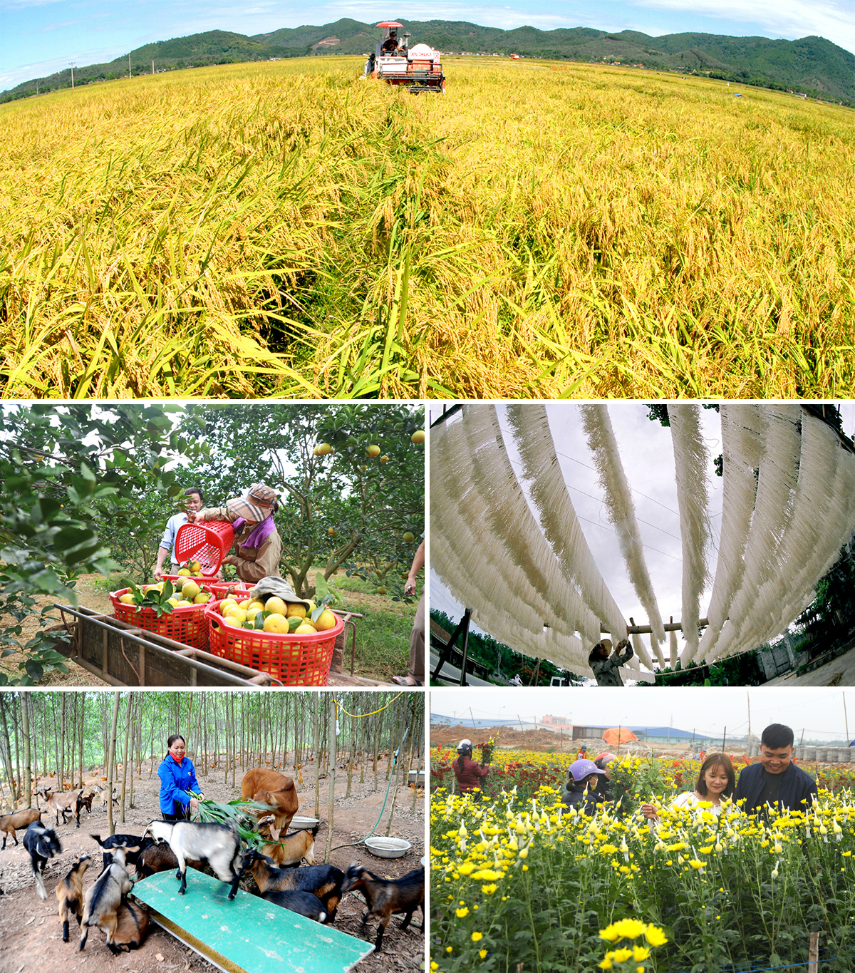 Thu hoạch lúa trên cánh đồng mẫu lớn; Thu hoạch cam ở xã Đồng Thành; Làng nghề làm miến gạo; Mô hình chăn nuôi ở xã Minh Thành; Trồng hoa cảnh ở thị trấn Yên Thành.