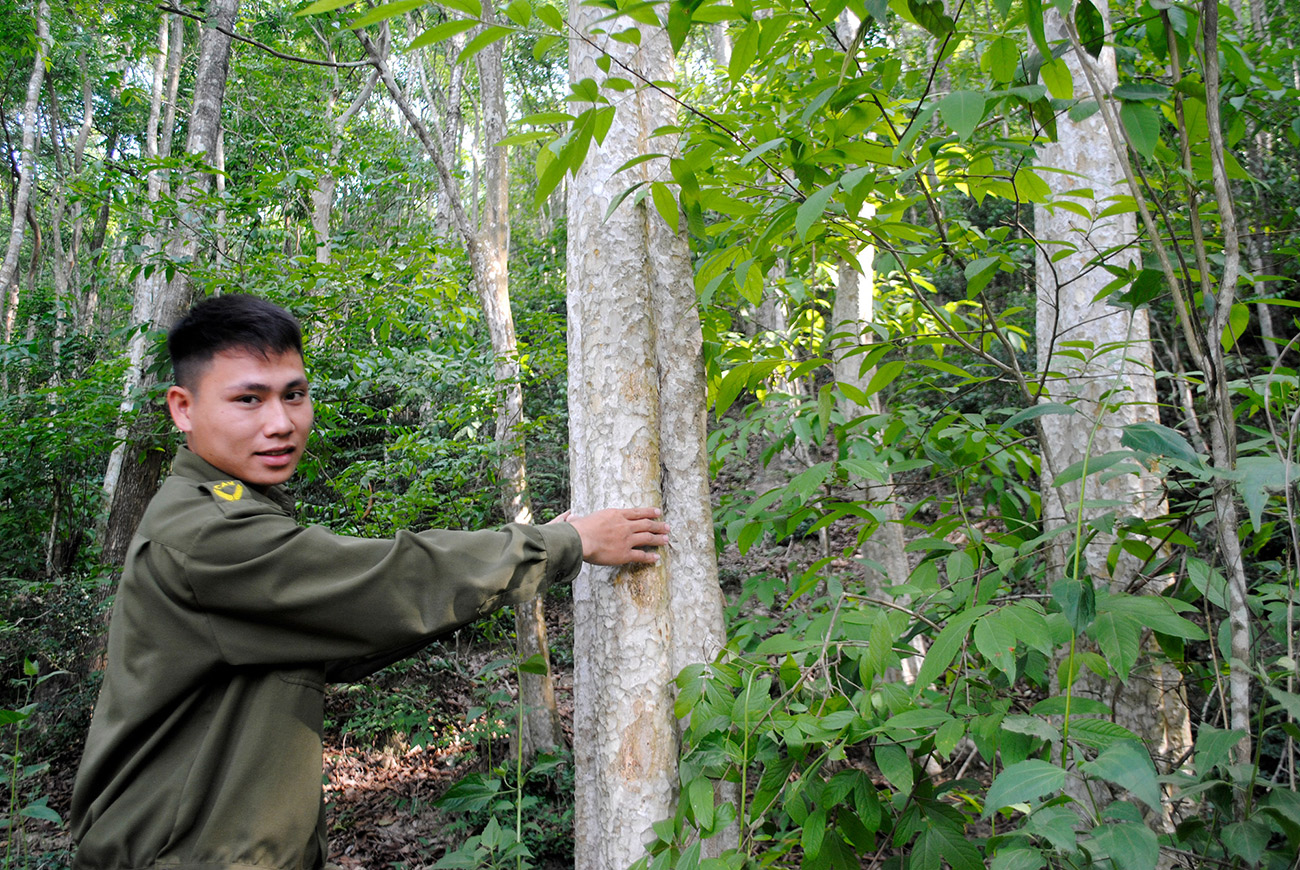 Nghệ An có chủ trương giảm dần diện tích rừng trồng có sinh khối thấp, tăng diện tích rừng gỗ lớn. Ảnh: Văn Trường