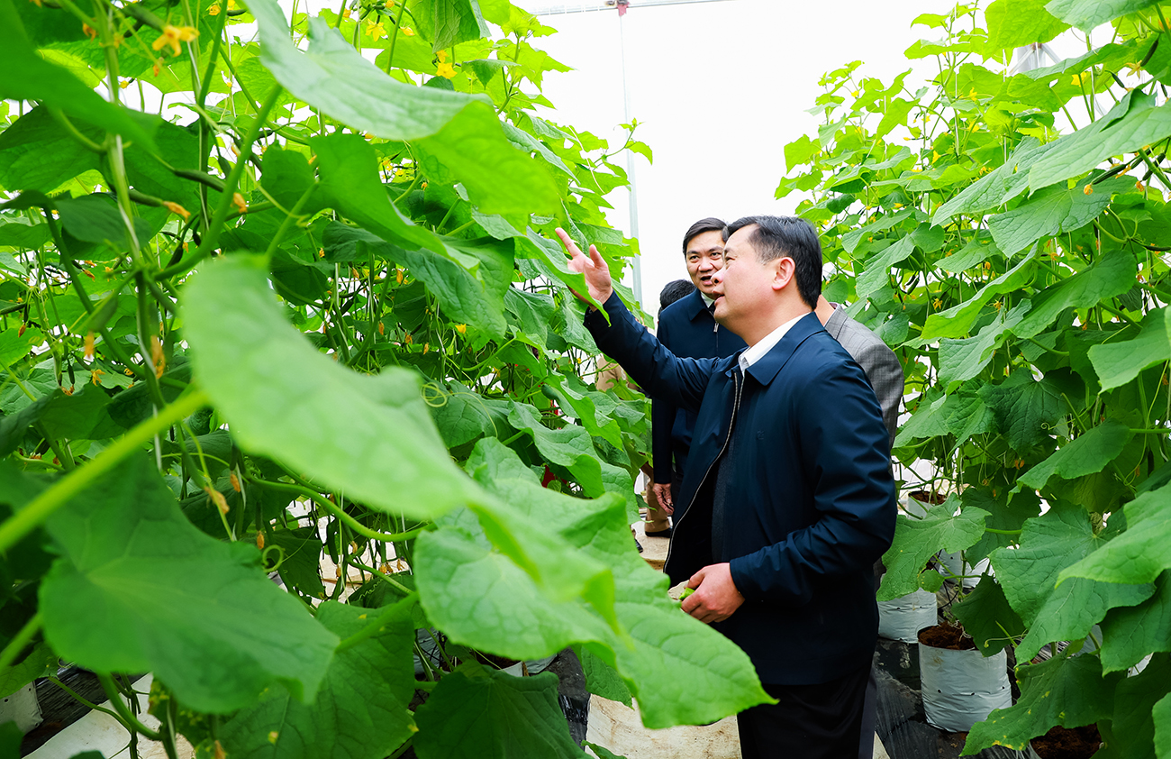Bí thư Tỉnh ủy Thái Thanh Quý thăm nhà lưới trồng dưa chuột của Công ty TNHH Hùng Cường tại xã Nghĩa Thuận (TX. Thái Hòa).