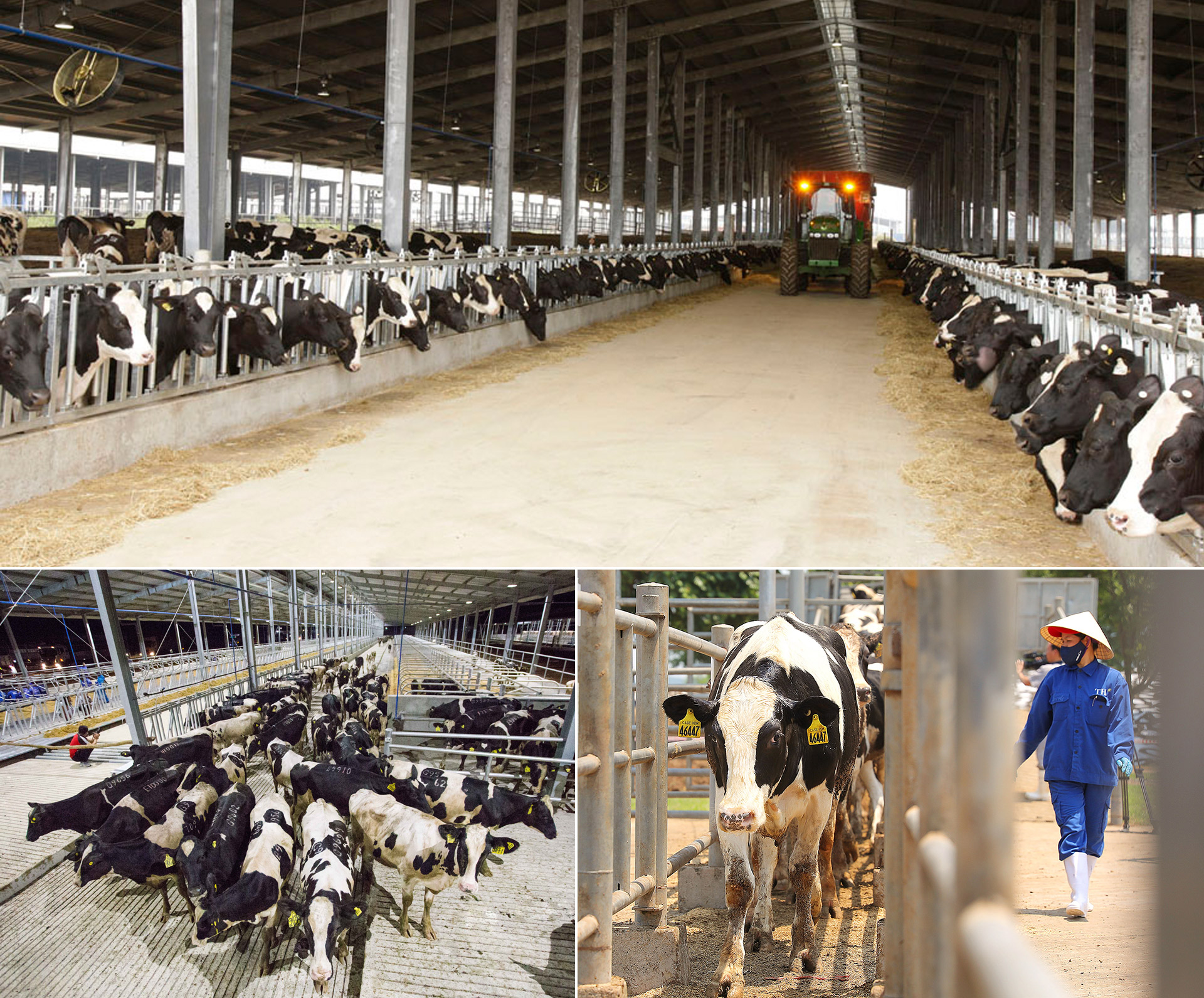 Chăn nuôi bò sữa và chế biến sữa tập trung công nghệ cao tại Nghệ An.