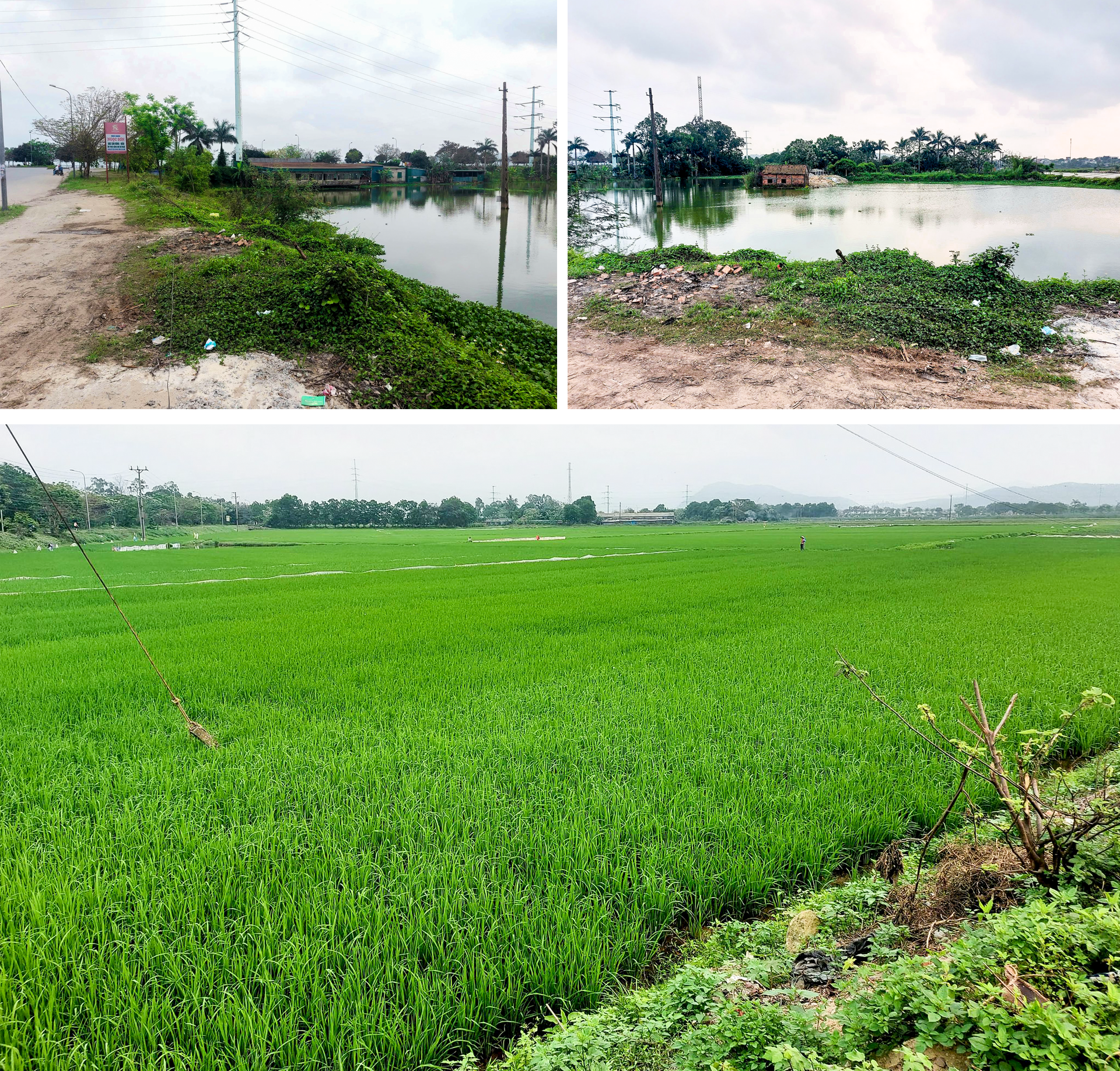 Vùng đất quy hoạch dự án Khu đô thị và triển lãm Sông Lam tại phường Bến Thủy, phường Hưng Dũng (TP. Vinh).