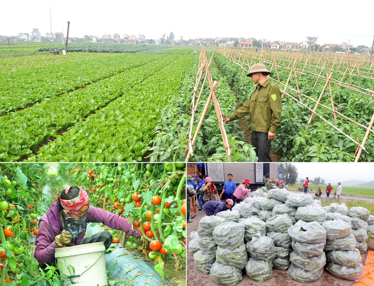 Nghệ An là tỉnh có tiềm năng sản xuất rau màu rất lớn. Ảnh: P.V
