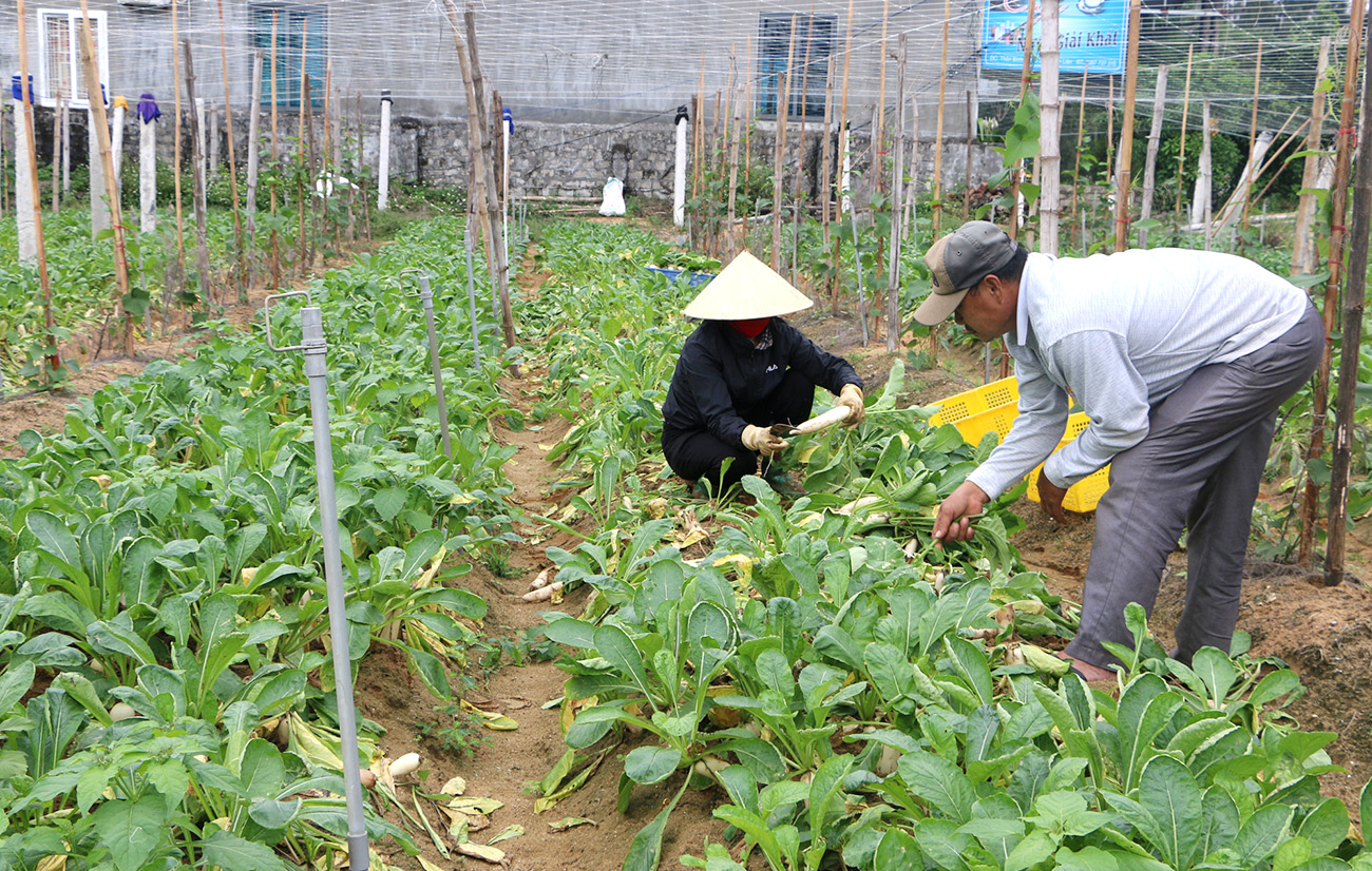 Thu hoạch rau củ cải ở xã Quỳnh Liên (Quỳnh Lưu), mặc dù không được giá nhưng người dân phải thu hoạch để sản xuất vụ khác. Ảnh: PV