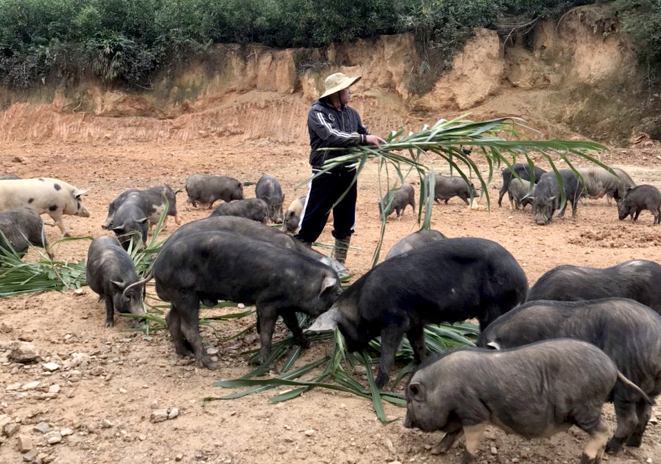 Đàn lợn đen hiện tại là một trong những vật nuôi bản địa mang lại giá trị cao của người dân các huyện miền núi. Ảnh: Tiến Đông.
