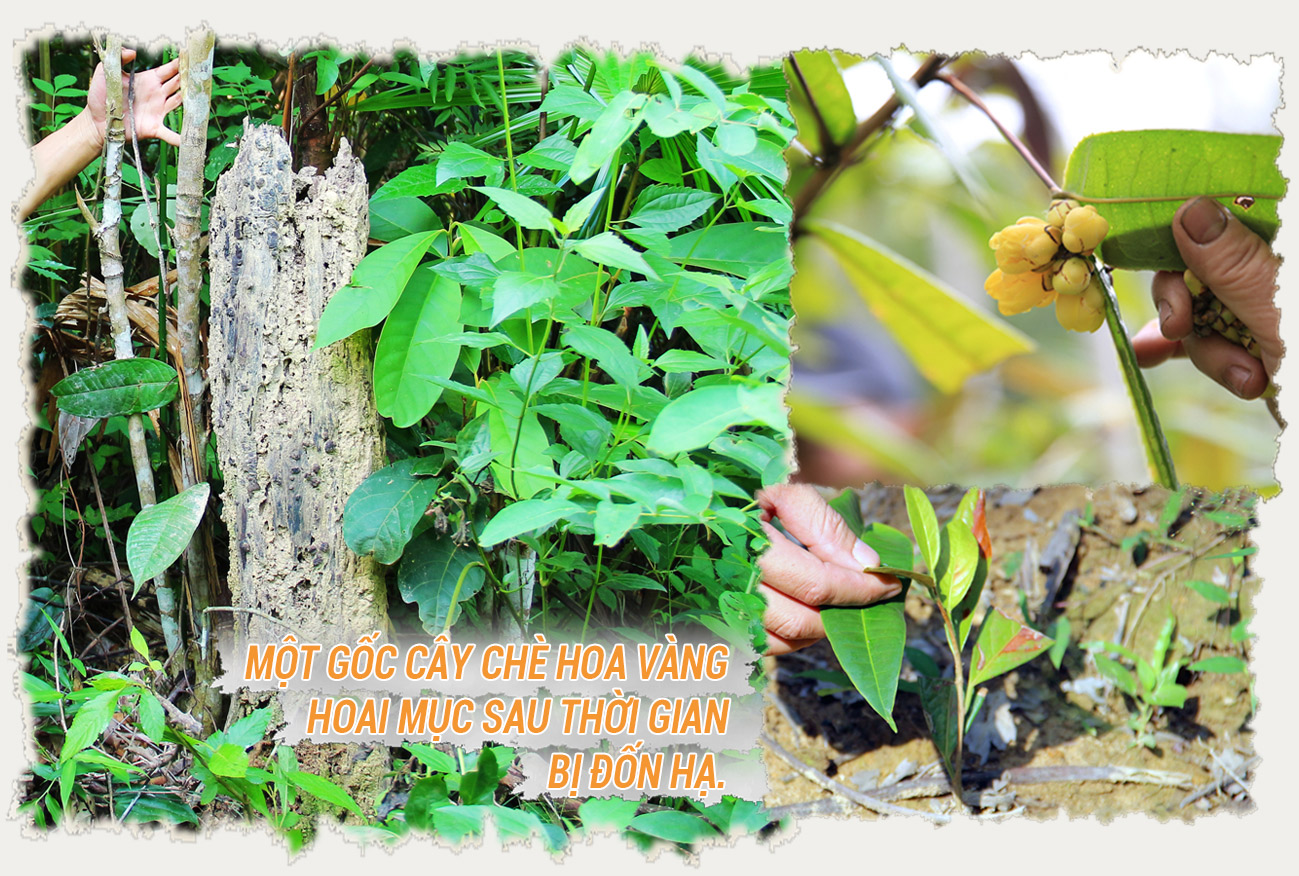 Để thu được nhiều “chiến lợi phẩm” có những người chặt hạ cả thân cây to xuống để lấy hoa, khiến số lượng cây chè hoa vàng trong rừng hiếm dần. Ảnh: Thanh Quỳnh - Thanh Phúc