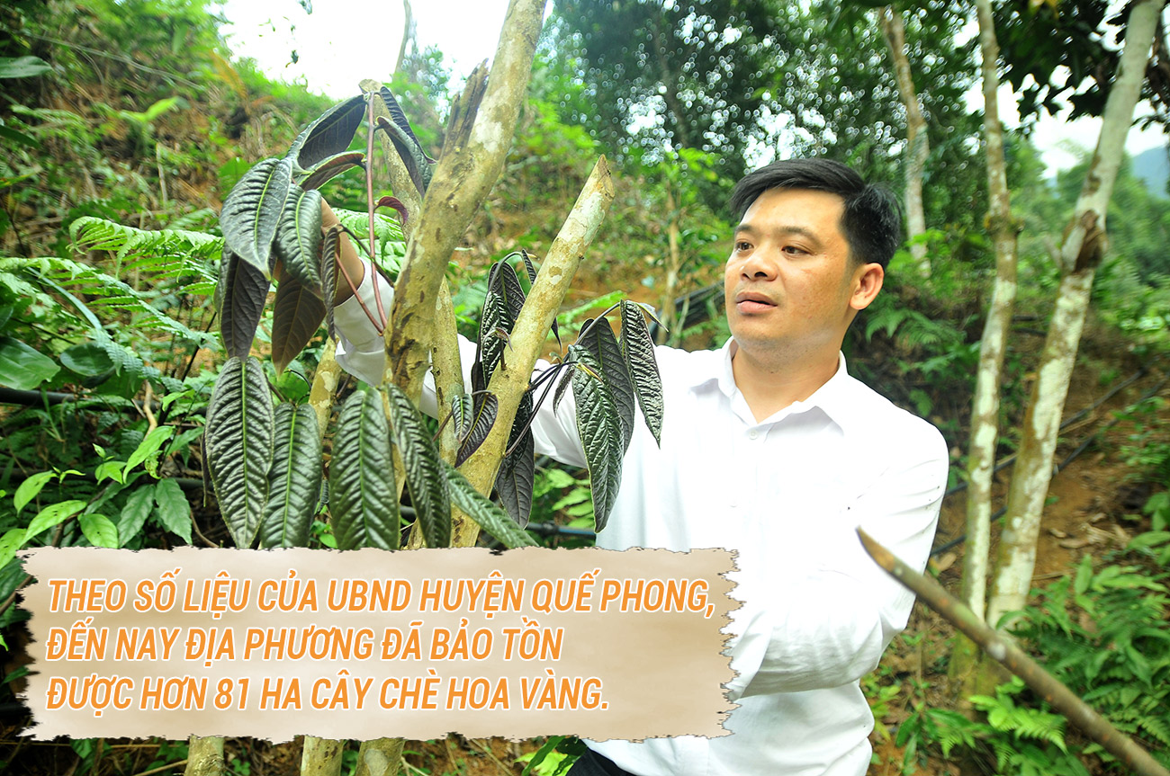 Ông Hà Minh Tuấn - Bí thư Đảng uỷ xã Châu Kim, là 1 trong 5 hộ đã tham gia trồng chè hoa vàng tại địa phương này. Ảnh: Xuân Hoàng